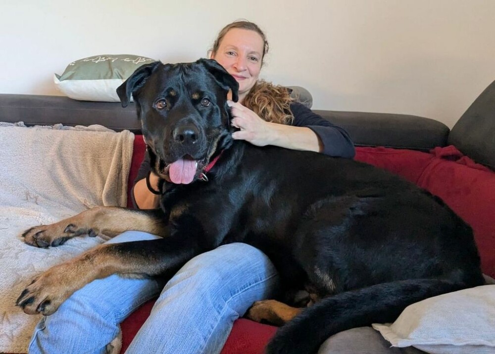 Rotti-Mix Balu liegt glücklich auf dem Schoß seines neuen Frauchens.