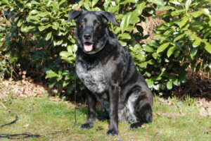 Baldur 11
