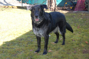 Baldur 12