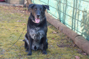 Baldur 13