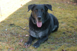Baldur 15
