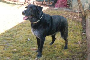 Baldur 8