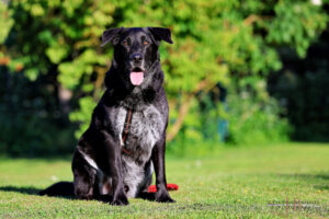 Baldur