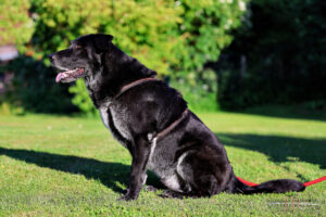 Baldur