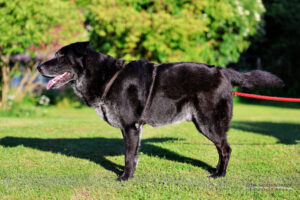 Baldur