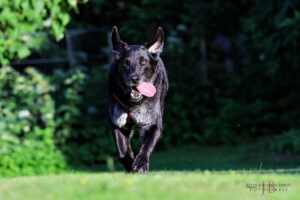 Baldur
