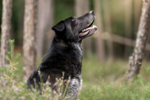 Bubi Balou 5