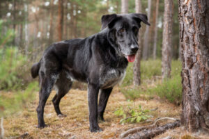 Bubi Balou 6