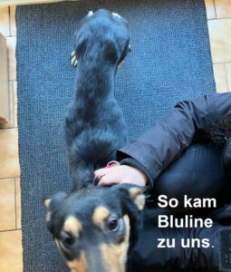 Bluline Ankunft