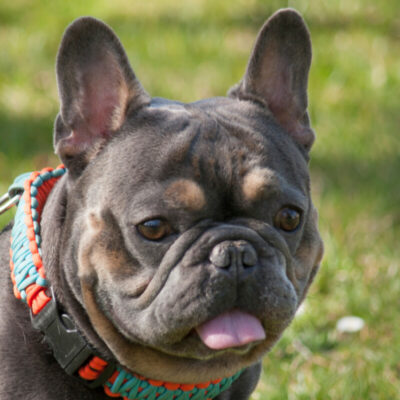 French Hugo