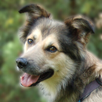 Jovi