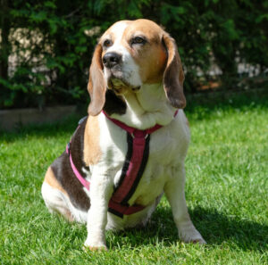 Bibbi 2