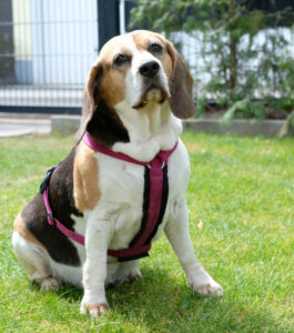 Bibbi 3