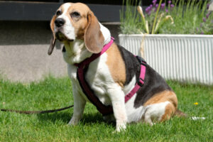 Bibbi 4