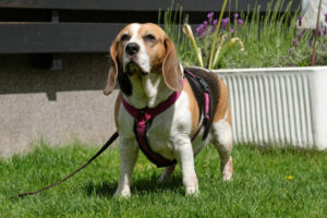 Bibbi 6