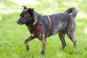 Jacky Boy 12