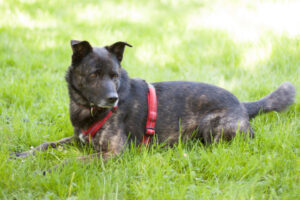 Jacky Boy 13