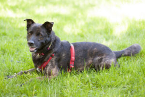 Jacky Boy 7