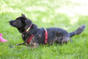 Jacky Boy 8