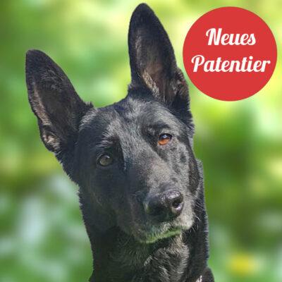 Patenhund * Jali