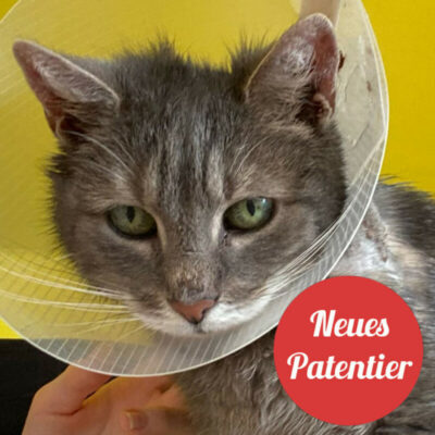 Patenkatze * Pio