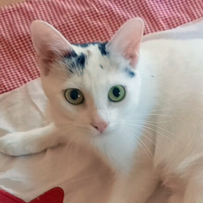 Schneewittchen