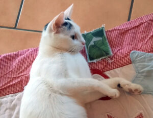 Schneewittchen 2