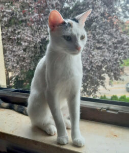 Schneewittchen 7