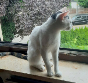 Schneewittchen 8