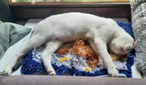 Schneewittchen 9
