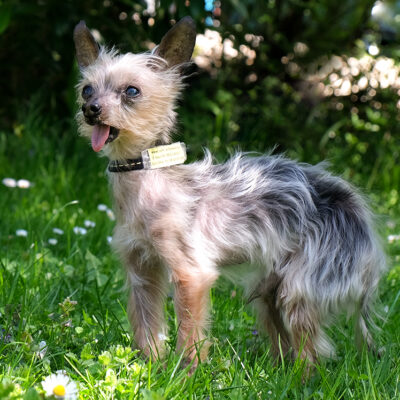 Yorki Gizmo