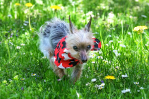 Yorki Gizmo 10