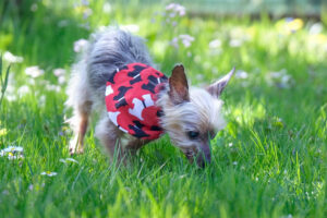 Yorki Gizmo 11