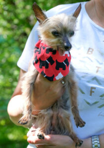 Yorki Gizmo 12