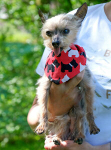Yorki Gizmo 13