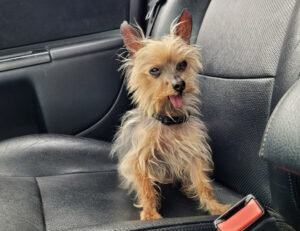 Yorki Gizmo 14 Yorki Gizmo 14