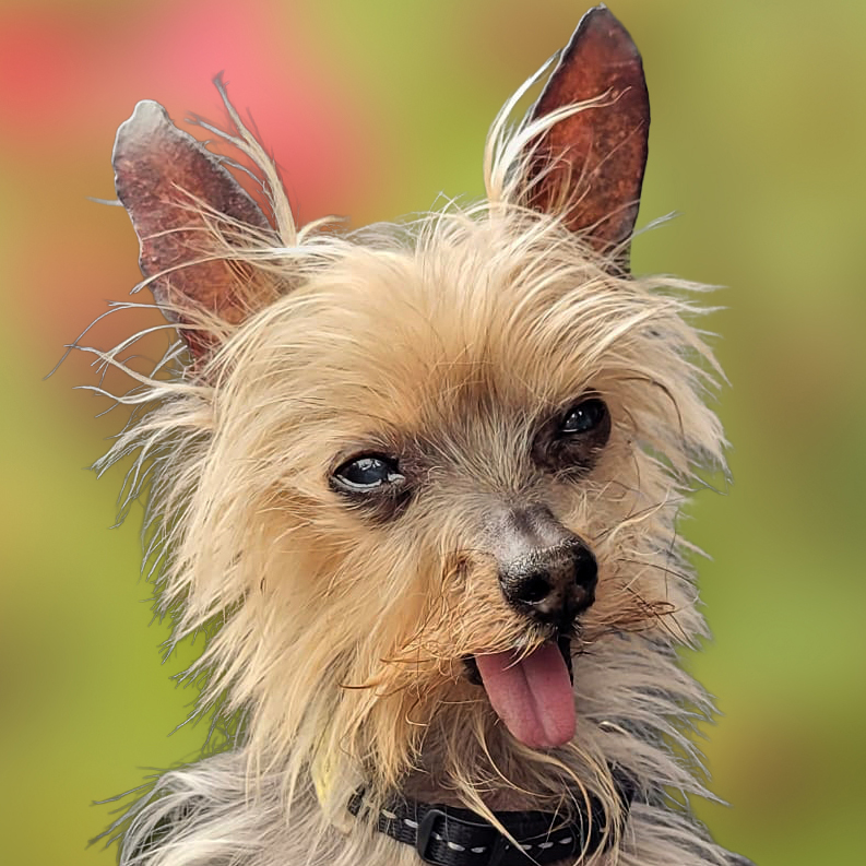 Patenhund * Yorki Gizmo
