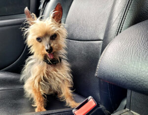 Yorki Gizmo 15 Yorki Gizmo 15