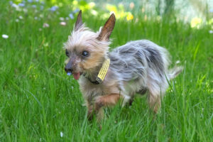 Yorki Gizmo 3