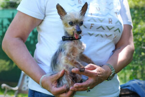 Yorki Gizmo 4