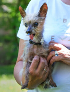 Yorki Gizmo 5
