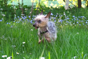 Yorki Gizmo 6