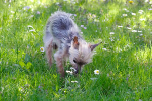 Yorki Gizmo 7