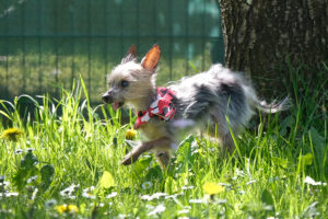 Yorki Gizmo 8