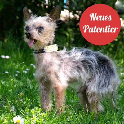 Patenhund * Yorki Gizmo