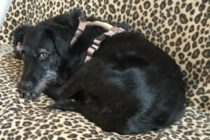 Feliciti 29 Feliciti 29