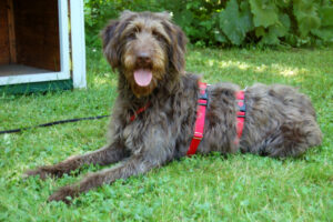 Ilse 3