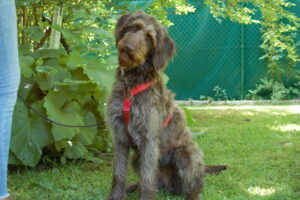 Ilse 7