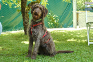 Ilse 8