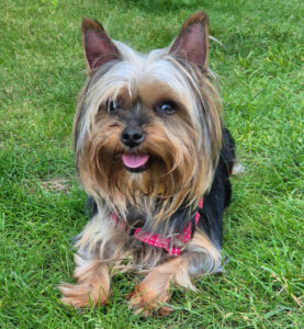 Nolly 1